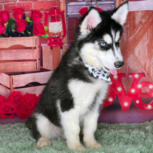 Siberian Husky Puppy Kameron