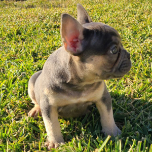 French Bulldog Puppy Apollo