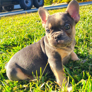 French Bulldog Puppy Apollo