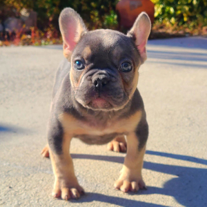 French Bulldog Puppy Apollo