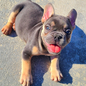 French Bulldog Puppy Apollo