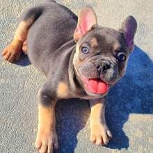 French Bulldog Puppy Apollo