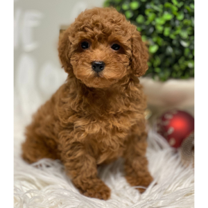 Poodle Puppy Linus