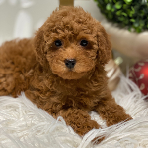 Poodle Puppy Linus