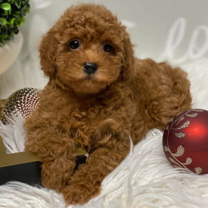 Poodle Puppy Linus
