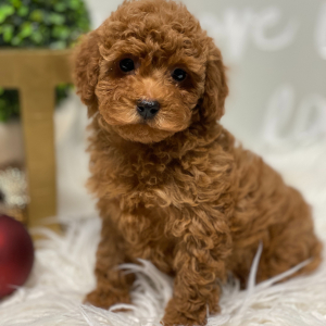 Poodle Puppy Linus