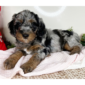 Bernedoodle Puppy Lilac