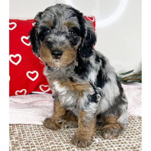Bernedoodle Puppy Lilac