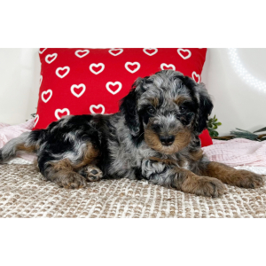Bernedoodle Puppy Lilac