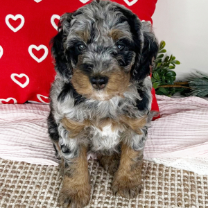 Bernedoodle Puppy Lilac