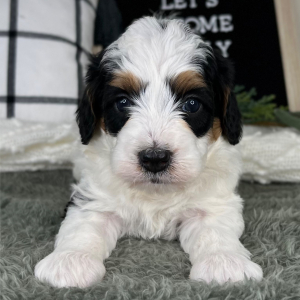 Bernedoodle Puppy Colby