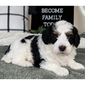 Bernedoodle Puppy Colby