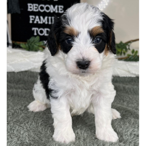 Bernedoodle Puppy Colby