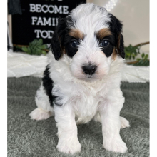 Bernedoodle Puppy Colby