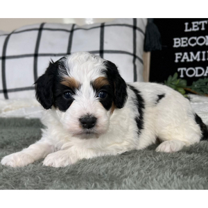 Bernedoodle Puppy Colby