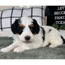 Bernedoodle Puppy Colby