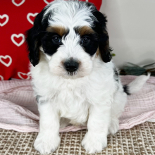 Bernedoodle Puppy Colby