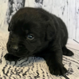 Labrador Retriever Puppy Cashew