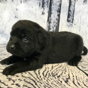 Labrador Retriever Puppy Cashew