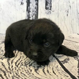 Labrador Retriever Puppy Cashew