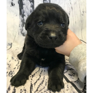 Labrador Retriever Puppy Cashew