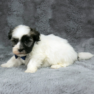 Havanese Puppy Granny