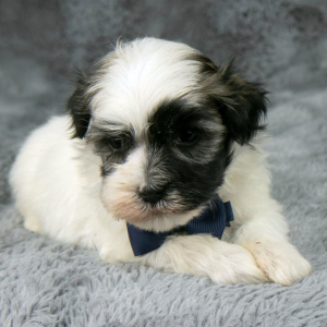 Havanese Puppy Granny