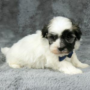 Havanese Puppy Granny
