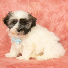 Havanese Puppy Grant