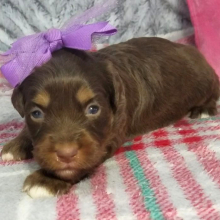 Aussiedoodle Puppy Darla