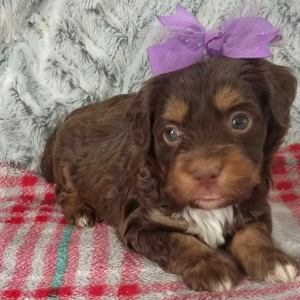 Aussiedoodle Puppy Darla