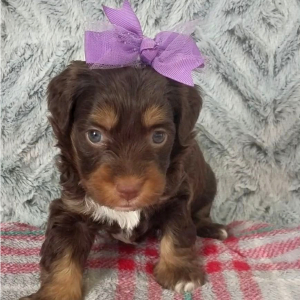 Aussiedoodle Puppy Darla