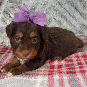 Aussiedoodle Puppy Darla