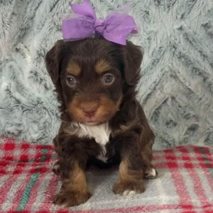 Aussiedoodle Puppy Darla