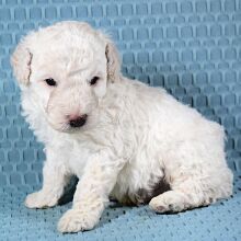 Poodle Puppy Tuck