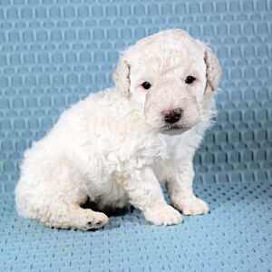 Poodle Puppy Tuck