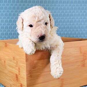 Poodle Puppy Tuck