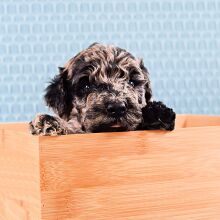 Poodle Puppy Tye