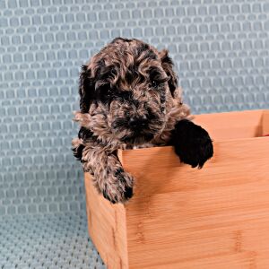 Poodle Puppy Tye