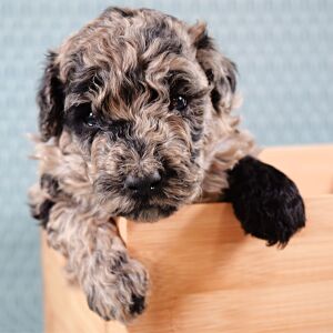 Poodle Puppy Tye