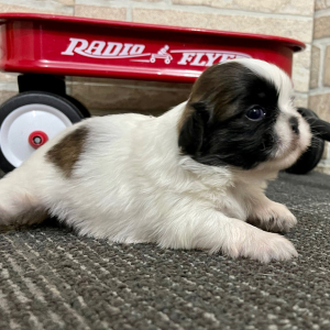 Shih Tzu Puppy Cleo