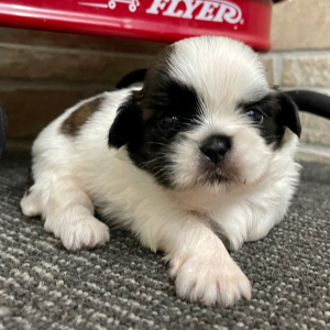 Shih Tzu Puppy Cleo