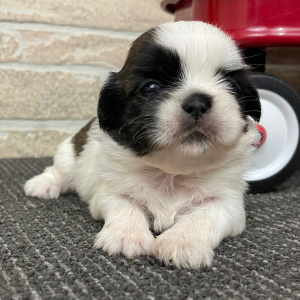 Shih Tzu Puppy Cleo