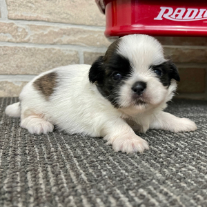 Shih Tzu Puppy Cleo