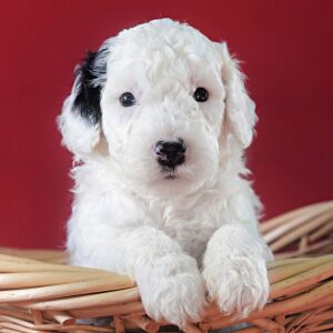Poodle Puppy Lenny