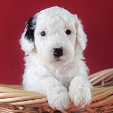 Poodle Puppy Lenny
