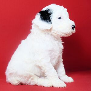 Poodle Puppy Lenny