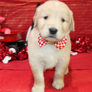Golden Retriever Puppy Stark