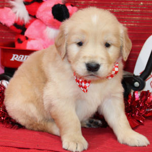 Golden Retriever Puppy Stark