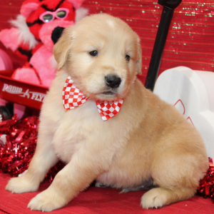 Golden Retriever Puppy Stark